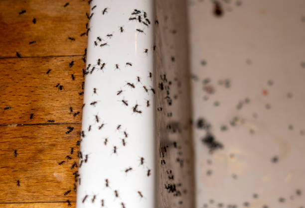 Best Exterminator Services  in Ashland, NE